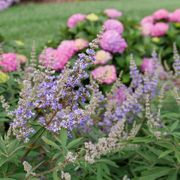 Vitex Rock Steady&trade; Chastetree Alternate Image 1