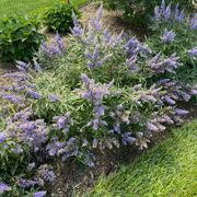 Vitex Rock Steady&trade; Chastetree Alternate Image 2