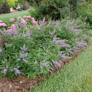 Vitex Rock Steady&trade; Chastetree Alternate Image 3