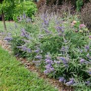 Vitex Rock Steady&trade; Chastetree Alternate Image 5