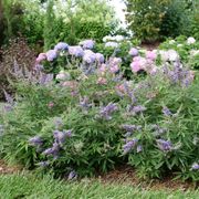 Vitex Rock Steady&trade; Chastetree Alternate Image 6