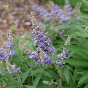 Vitex Rock Steady&trade; Chastetree Alternate Image 8