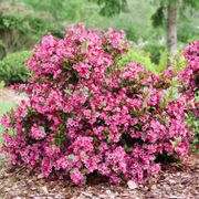 Weigela Sonic Bloom Punch&trade; Thumb