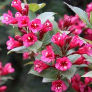 Weigela Sonic Bloom Punch&trade; Alternate Image 3