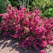 Weigela Sonic Bloom Punch&trade; Alternate Image 4