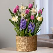 Purple Passion Bulb Garden Thumb