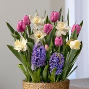 Purple Passion Bulb Garden Alternate Image 1