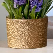 Purple Passion Bulb Garden Alternate Image 2