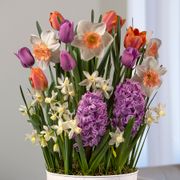 Peach Charm Bulb Garden Alternate Image 1