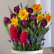 Cheerful Wishes Bulb Garden Alternate Image 1