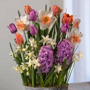 Coral Reef Bulb Garden Alternate Image 1