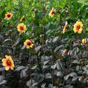 Dahlia 'Sunshine' Dark Leaf Single Bulb Alternate Image 2