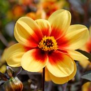 Dahlia 'Sunshine' Dark Leaf Single Bulb Alternate Image 3