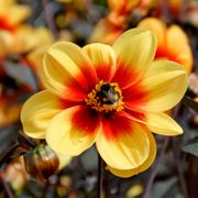 Dahlia 'Sunshine' Dark Leaf Single Bulb Alternate Image 4