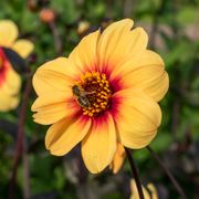 Dahlia 'Sunshine' Dark Leaf Single Bulb Alternate Image 5