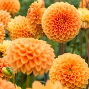 Dahlia 'Sylvia' Pompon Bulb Alternate Image 1