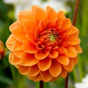 Dahlia 'Sylvia' Pompon Bulb Alternate Image 2