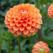 Dahlia 'Sylvia' Pompon Bulb Alternate Image 3