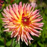 Dahlia Karma Sangria&reg; Cactus Dahlia Bulb Alternate Image 2