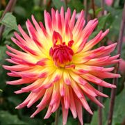 Dahlia Karma Sangria&reg; Cactus Dahlia Bulb Alternate Image 3