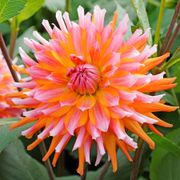 Dahlia Orange Turmoil Cactus Dahlia Bulb Alternate Image 2