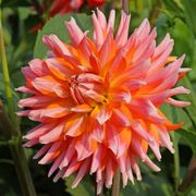 Dahlia Orange Turmoil Cactus Dahlia Bulb Alternate Image 3