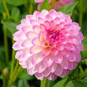 Dahlia Arbatax Decorative Dahlia Bulb Alternate Image 2