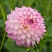 Dahlia Arbatax Decorative Dahlia Bulb Alternate Image 3