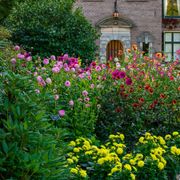 Dahlia Arbatax Decorative Dahlia Bulb Alternate Image 4