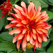 Dahlia Gallery Art Deco Decorative Dahlia Bulb Alternate Image 1