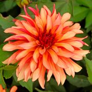 Dahlia Gallery Art Deco Decorative Dahlia Bulb Alternate Image 2