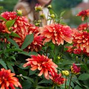 Dahlia Gallery Art Deco Decorative Dahlia Bulb Alternate Image 4