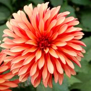 Dahlia Gallery Art Deco Decorative Dahlia Bulb Alternate Image 5