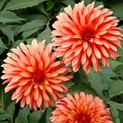 Dahlia Gallery Art Deco Decorative Dahlia Bulb Alternate Image 6