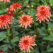 Dahlia Gallery Art Deco Decorative Dahlia Bulb Alternate Image 7