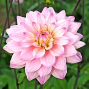 Dahlia Karma Prospero&reg; Decorative Dahlia Bulb Thumb