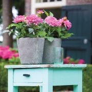 Dahlia Karma Prospero&reg; Decorative Dahlia Bulb Alternate Image 2