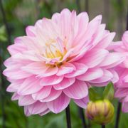 Dahlia Karma Prospero&reg; Decorative Dahlia Bulb Alternate Image 3