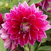 Dahlia Mero Star Decorative Dahlia Bulb Alternate Image 2