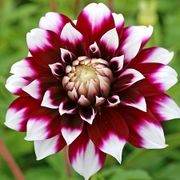 Dahlia Mystery Day Dinner Plate Dahlia Bulb Thumb