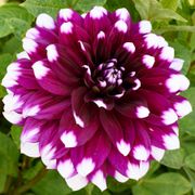 Dahlia Mystery Day Dinner Plate Dahlia Bulb Alternate Image 2