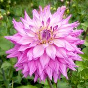 Dahlia Sir Alfred Ramsey Dinner Plate Dahlia Bulb Thumb