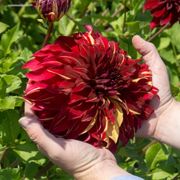 Dahlia Bohemian Spartacus Dinner Plate Dahlia Bulb Alternate Image 2