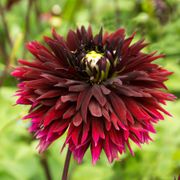 Dahlia Black Touch Fimbriata (Decorative x Semi Cactus) Dahlia Bulb Thumb