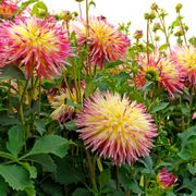 Dahlia Lindsay Michelle Fimbriata (Decorative x Semi Cactus) Dahlia Bulb Alternate Image 2