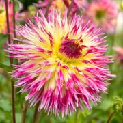 Dahlia Lindsay Michelle Fimbriata (Decorative x Semi Cactus) Dahlia Bulb Alternate Image 3