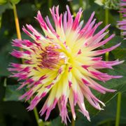 Dahlia Lindsay Michelle Fimbriata (Decorative x Semi Cactus) Dahlia Bulb Alternate Image 4