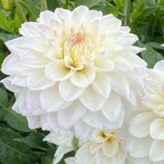 Dahlia Go Go White Decorative Dahlia Bulb Thumb