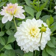 Dahlia Go Go White Decorative Dahlia Bulb Alternate Image 1