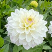 Dahlia Go Go White Decorative Dahlia Bulb Alternate Image 2